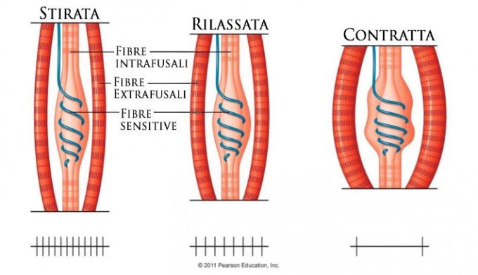 xcontrattura-muscolare.jpg.pagespeed.ic.EKMHyaQ2m1